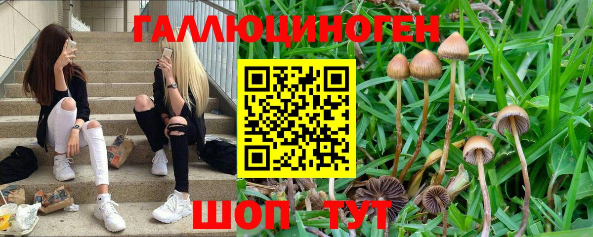 Галлюциногенные грибы GOLDEN TEACHER Туапсе